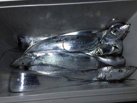 太刀魚 ウキ釣り釣果